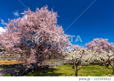 山梨県南アルプス市上市之瀬　ほたるみ橋公園近くの果樹園に咲く桜 125345622