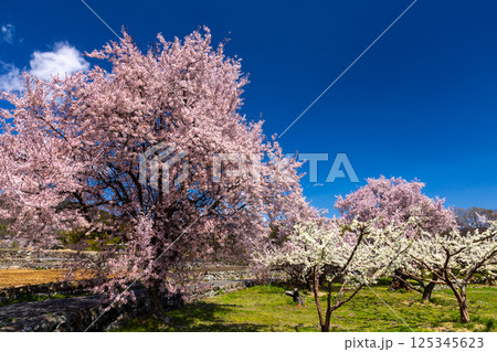 山梨県南アルプス市上市之瀬　ほたるみ橋公園近くの果樹園に咲く桜 125345623