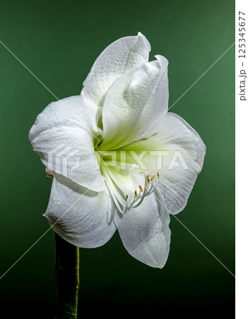 White Amaryllis Flower with Dew Drops on Green Background White Amaryllis Flower with Dew Drops on Green Background 125345677