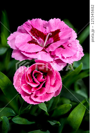 Pink Carnation with Dew Drops on Black Background 125345682