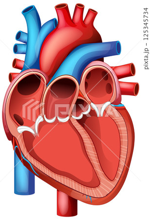 Detailed Human Heart Vector Illustration Detailed Human Heart Vector Illustration 125345734