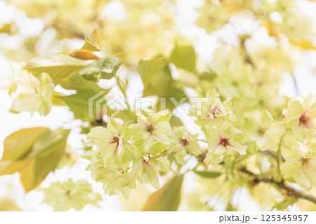 うこん桜　緑の桜 125345957