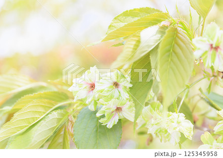うこん桜 緑の桜 うこん桜 緑の桜 125345958