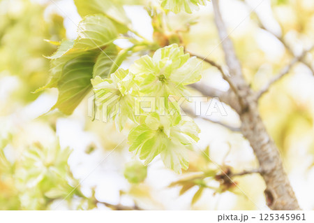 うこん桜　緑の桜 125345961
