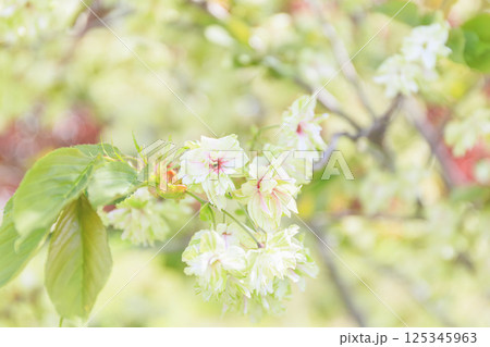 うこん桜 緑の桜 うこん桜 緑の桜 125345963