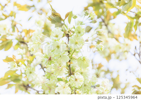 うこん桜　緑の桜 125345964