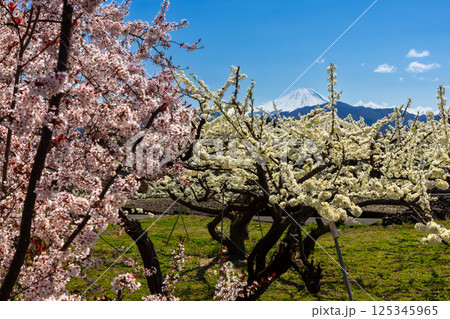 山梨県南アルプス市上市之瀬 ほたるみ橋公園近くの果樹園に咲く桜と富士山を望む景色 山梨県南アルプス市上市之瀬 ほたるみ橋公園近くの果樹園に咲く桜と富士山を望む景色 125345965
