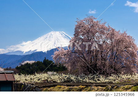 山梨県南アルプス市上市之瀬 ほたるみ橋公園近くの果樹園に咲く桜と富士山を望む景色 山梨県南アルプス市上市之瀬 ほたるみ橋公園近くの果樹園に咲く桜と富士山を望む景色 125345966