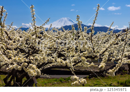 山梨県南アルプス市上市之瀬 ほたるみ橋公園近くの果樹園の花と富士山を望む景色 山梨県南アルプス市上市之瀬 ほたるみ橋公園近くの果樹園の花と富士山を望む景色 125345971