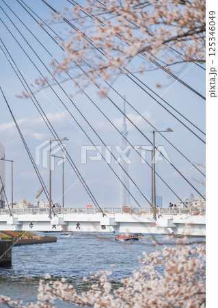 東京都中央区佃 中央大橋の桜と東京スカイツリー 東京都中央区佃 中央大橋の桜と東京スカイツリー 125346049