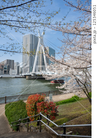 東京都中央区佃　隅田川沿いの桜と中央大橋 125346051