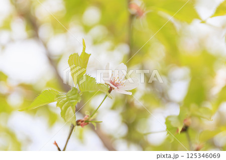やま桜 やま桜 125346069