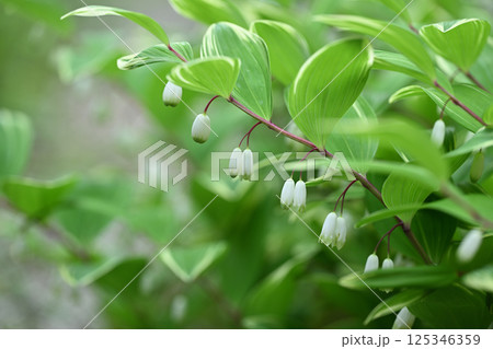 フイリアマドコロ(斑入り甘野老) フイリアマドコロ(斑入り甘野老) 125346359