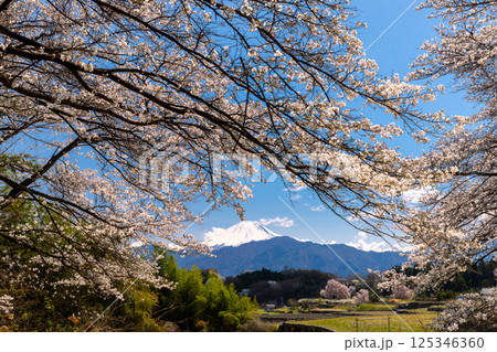 山梨県南アルプス市平岡　ほたるみ橋公園の桜並木と冠雪した富士山 125346360