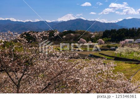 山梨県南アルプス市平岡　ほたるみ橋公園の桜並木と冠雪した富士山 125346361