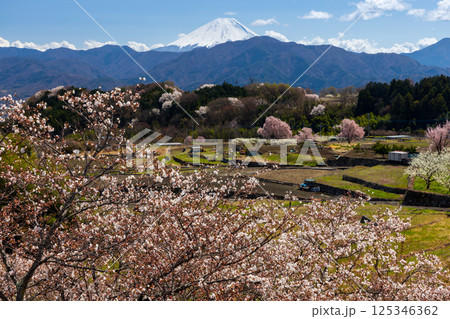 山梨県南アルプス市平岡　ほたるみ橋公園の桜並木と冠雪した富士山 125346362
