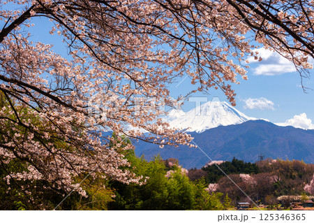 山梨県南アルプス市平岡　ほたるみ橋公園の桜並木と冠雪した富士山 125346365