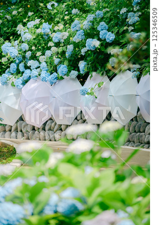 青い紫陽花と傘の調和:自然とアートの融合 青い紫陽花と傘の調和:自然とアートの融合 125346509