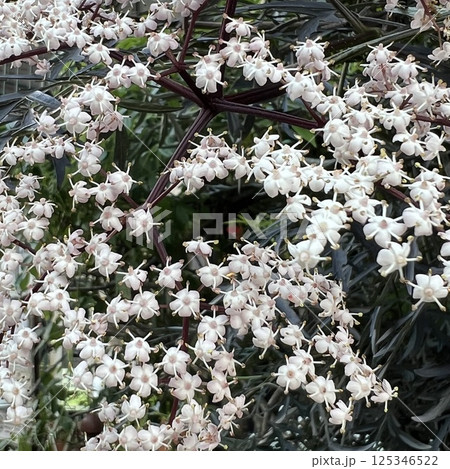 白く小さな花、白く小さなニワトコの花、満開の庭常の花、小さな接骨木の花 125346522