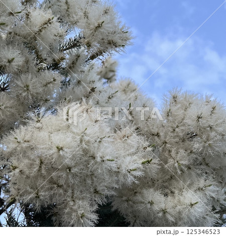ふわふわのティーツリーの種、白い綿状のティーツリーの種 125346523