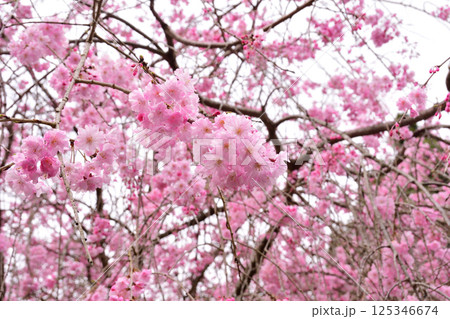 サクラ、桜、シダレザクラ、枝垂れ桜 サクラ、桜、シダレザクラ、枝垂れ桜 125346674