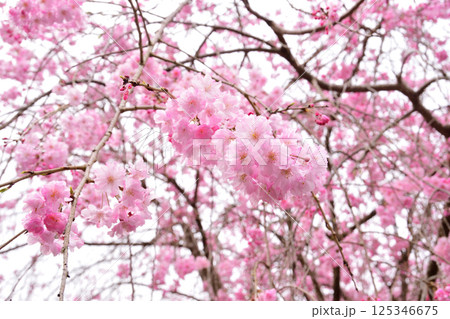 サクラ、桜、シダレザクラ、枝垂れ桜 サクラ、桜、シダレザクラ、枝垂れ桜 125346675