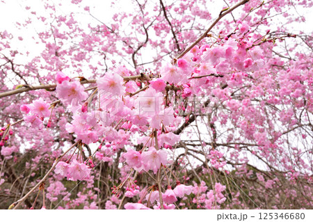 サクラ、桜、シダレザクラ、枝垂れ桜 サクラ、桜、シダレザクラ、枝垂れ桜 125346680
