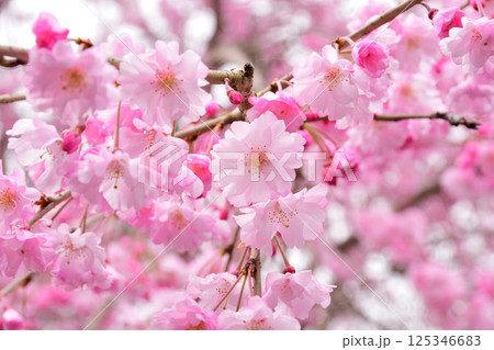 サクラ、桜、シダレザクラ、枝垂れ桜 サクラ、桜、シダレザクラ、枝垂れ桜 125346683