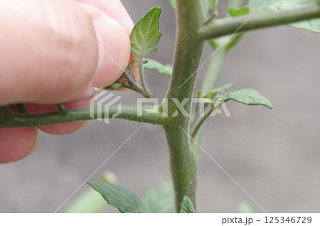 ミニトマトの脇芽かき ミニトマトの脇芽かき 125346729