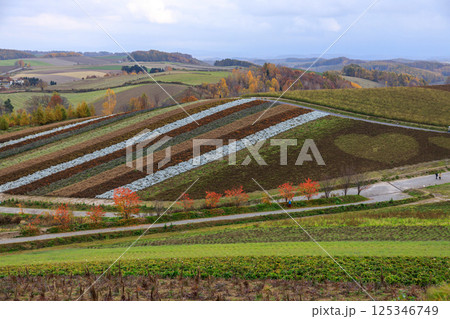 北海道のカラフルな丘の風景 125346749