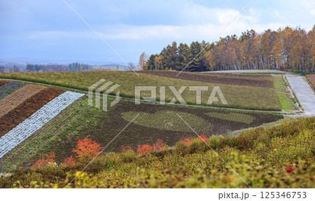 北海道のカラフルな丘の風景 北海道のカラフルな丘の風景 125346753