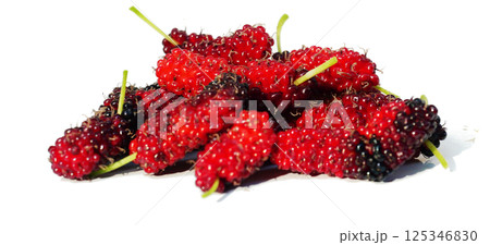 Purple and red color mulberry fruit isolated on white background, Group of ripe berry is a food rich in vitamins and good for health Purple and red color mulberry fruit isolated on white background, Group of ripe berry is a food rich in vitamins and good for health 125346830