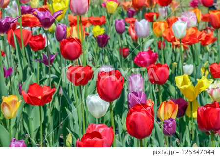 美しいチューリップの花 125347044