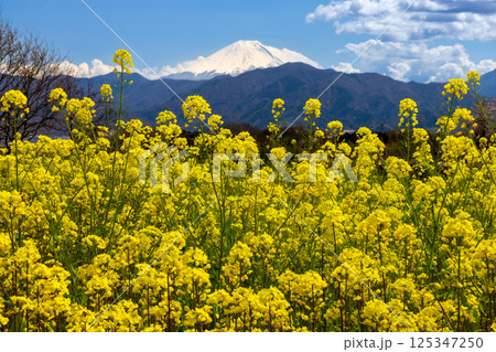 山梨県南アルプス市平岡　ほたるみ館前の菜の花畑と冠雪した富士山 125347250