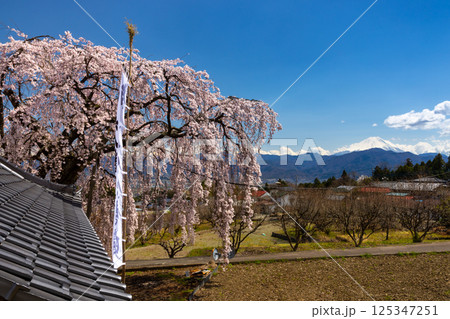 山梨県南アルプス市上市之瀬　高台の八幡神社前のシダレザクラ（イトザクラ）と遠くに見える冠雪した富士山 125347251
