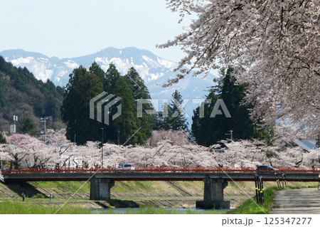 秋田県角館の桧木内川の川原から見たサクラと雪を抱く山の風景 125347277