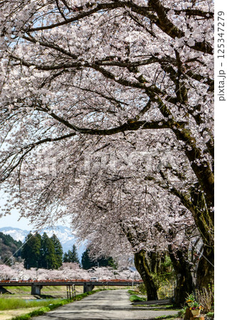 秋田県角館の桧木内川の川原から見たサクラと雪を抱く山の風景 秋田県角館の桧木内川の川原から見たサクラと雪を抱く山の風景 125347279