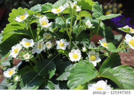 鉢植えにしたイチゴの花がたくさん咲いた 125347303