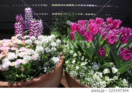 チューリップとルピナスの寄せ鉢 125347304