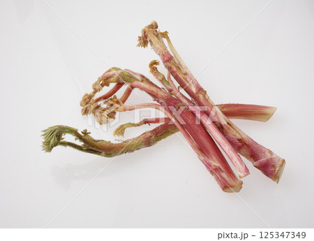 山うど イメージ 山うど イメージ 125347349