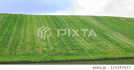 雄大な北の大地の丘の風景 125347427