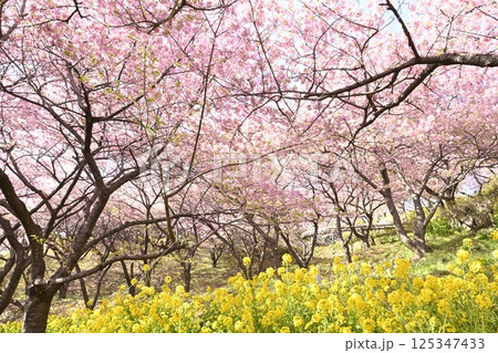 河津桜と菜の花 河津桜と菜の花 125347433