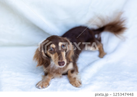 カニンヘンダックスフンド 成犬　チョコイエロー 125347448