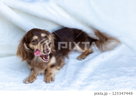 カニンヘンダックスフンド 成犬　チョコイエロー 125347449