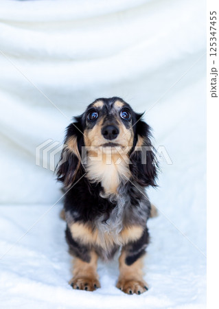 カニンヘンダックスフンド 成犬 シルバーダップル カニンヘンダックスフンド 成犬 シルバーダップル 125347455