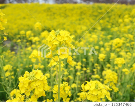 新潟県　新発田市　加治川堤　菜の花 125347466