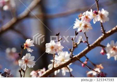 優雅に咲くジュウガツザクラ	 125347593