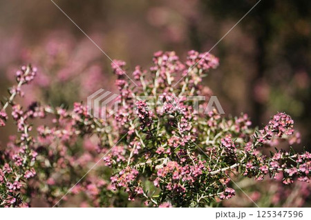 柔らかな光に包まれるジャノメエリカ	 125347596