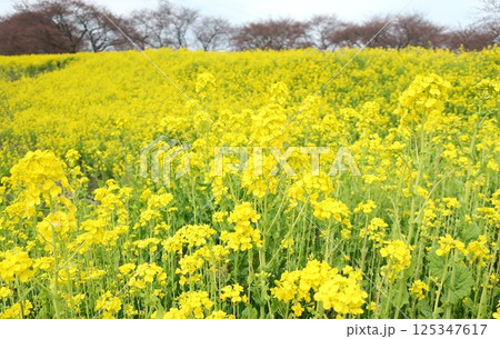 新潟県 新発田市 加治川堤 菜の花 新潟県 新発田市 加治川堤 菜の花 125347617