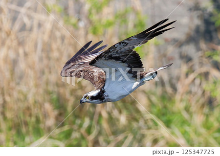 急降下するミサゴ 125347725